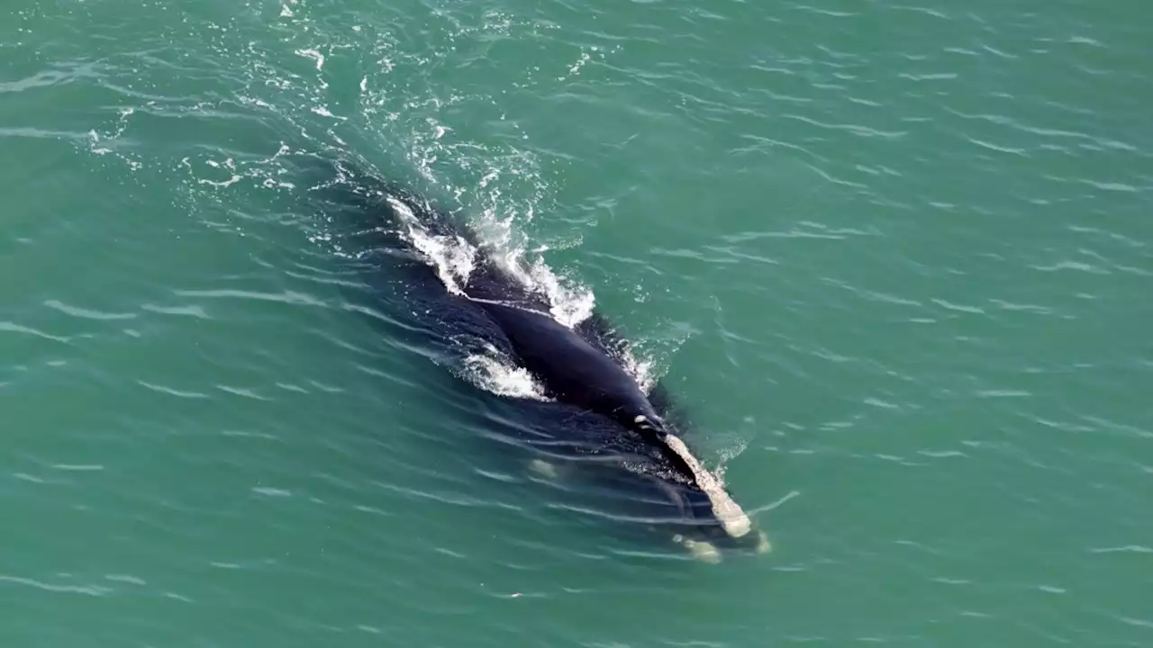 North Atlantic Right Whale Must Remain on Endangered List: NOAA