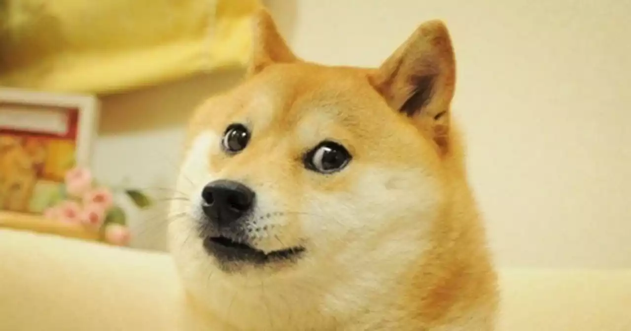 Shiba inu behind ‘Doge’ meme diagnosed with leukemia and liver disease, owner says