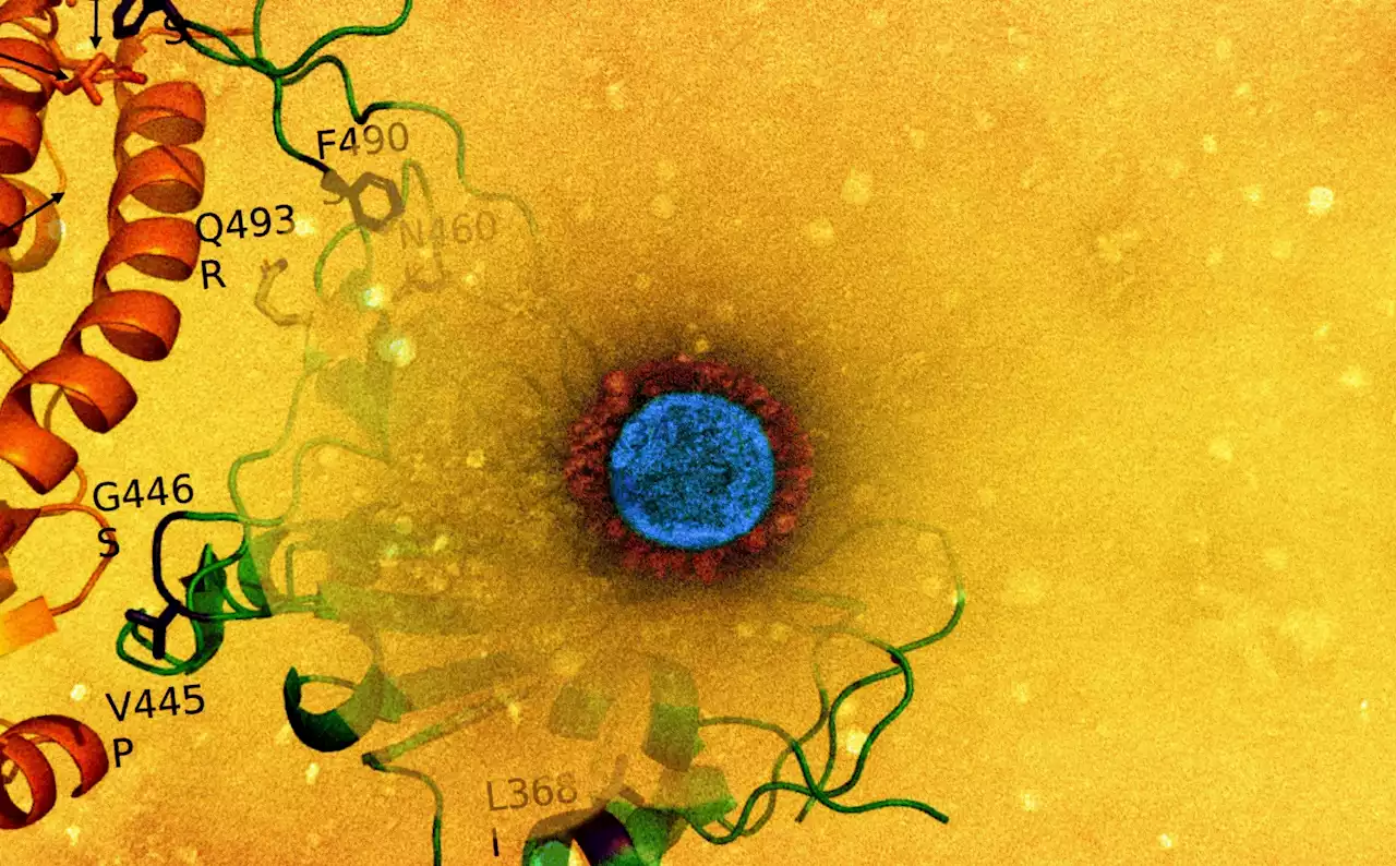 A genome-based comparison of SARS-CoV-2 XBB recombinant and its parental lineage