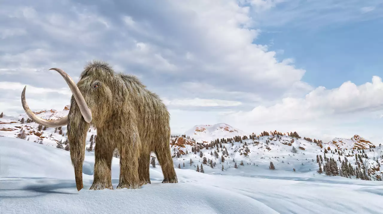 Woolly mammoth hybrids could be roaming Earth in just five years