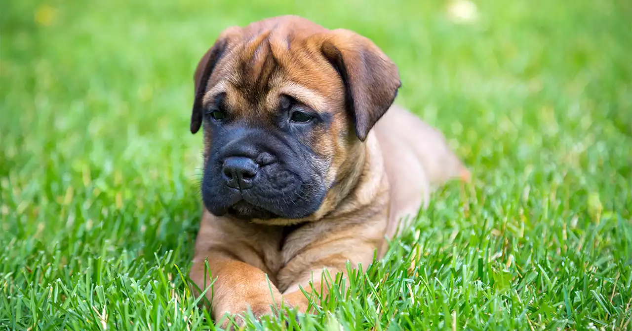 Couple stabs dog breeder in revenge after their £800 (around P54,000) puppy dies