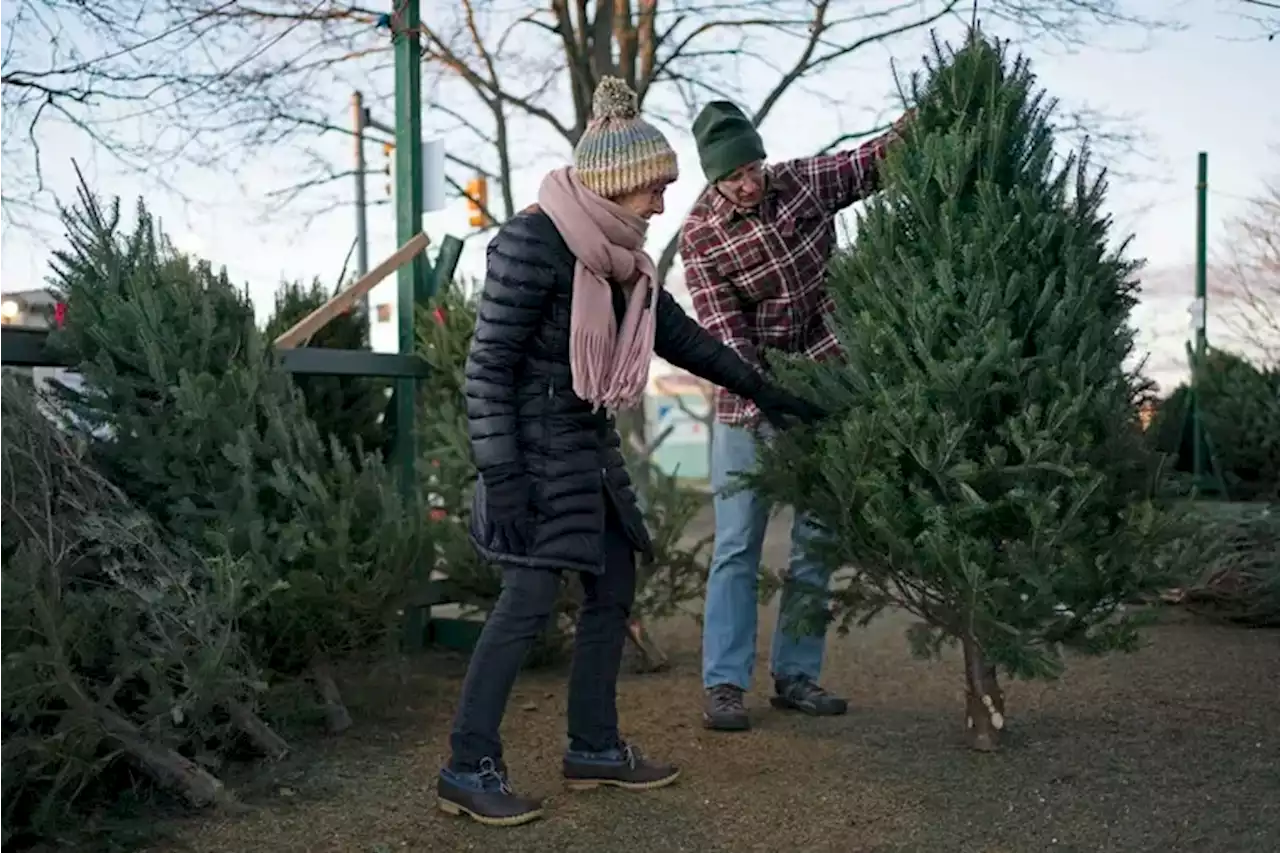 How to recycle and dispose of your Christmas tree in Philly and the suburbs