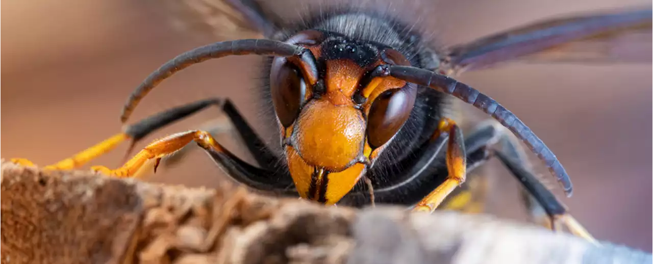 An Invasion of Giant Asian Hornets in Europe All Started With a Single Queen