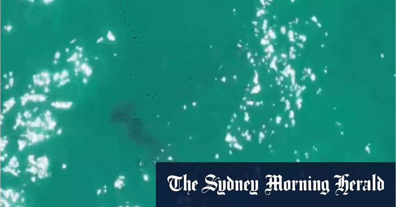 ‘I have seen them literally off the shoreline’: NSW shark sightings rise