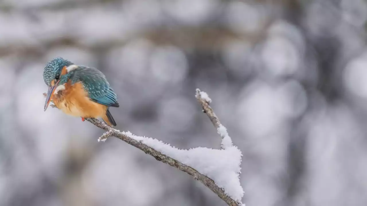 Der Winter ist die beste Zeit, um Vögel zu beobachten