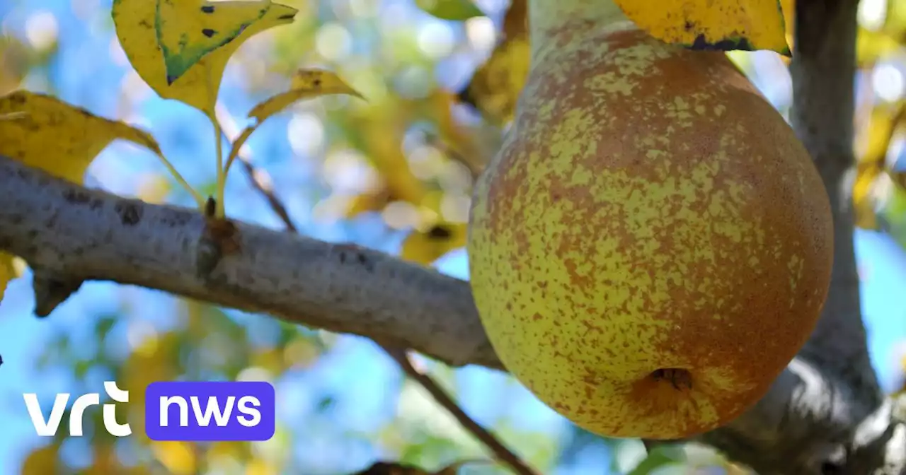 Pcfruit in Sint-Truiden onderzoekt of fruit ook in de bouw of textielsector gebruikt kan worden
