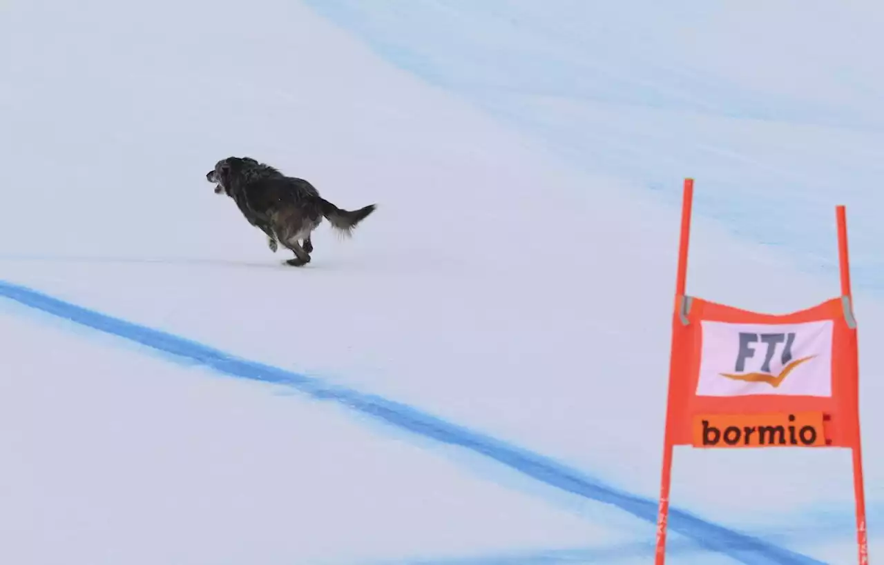 Insaisissable, un chien facétieux perturbe le super-G de Bormio