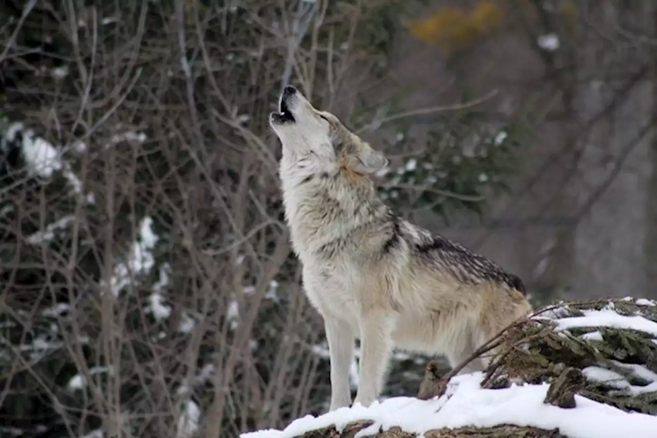 Der erste Wolf des Kärpf-Rudels wurde erlegt - bauernzeitung.ch