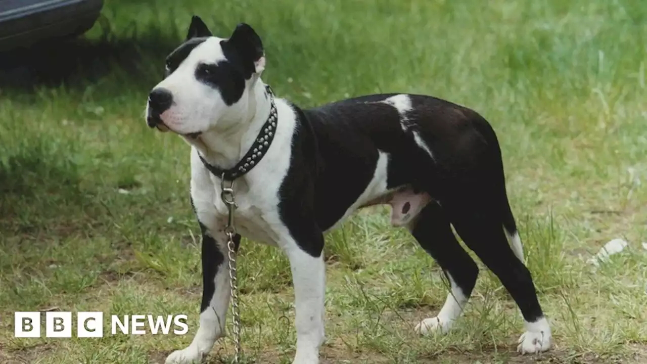 Staffordshire bull terriers are most-stolen London dog