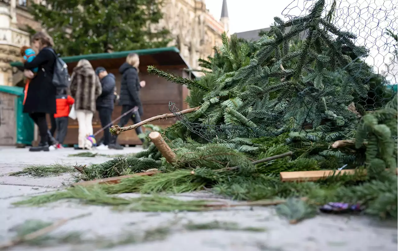 Entsorgung von Christbäumen vielerorts erst im Januar möglich