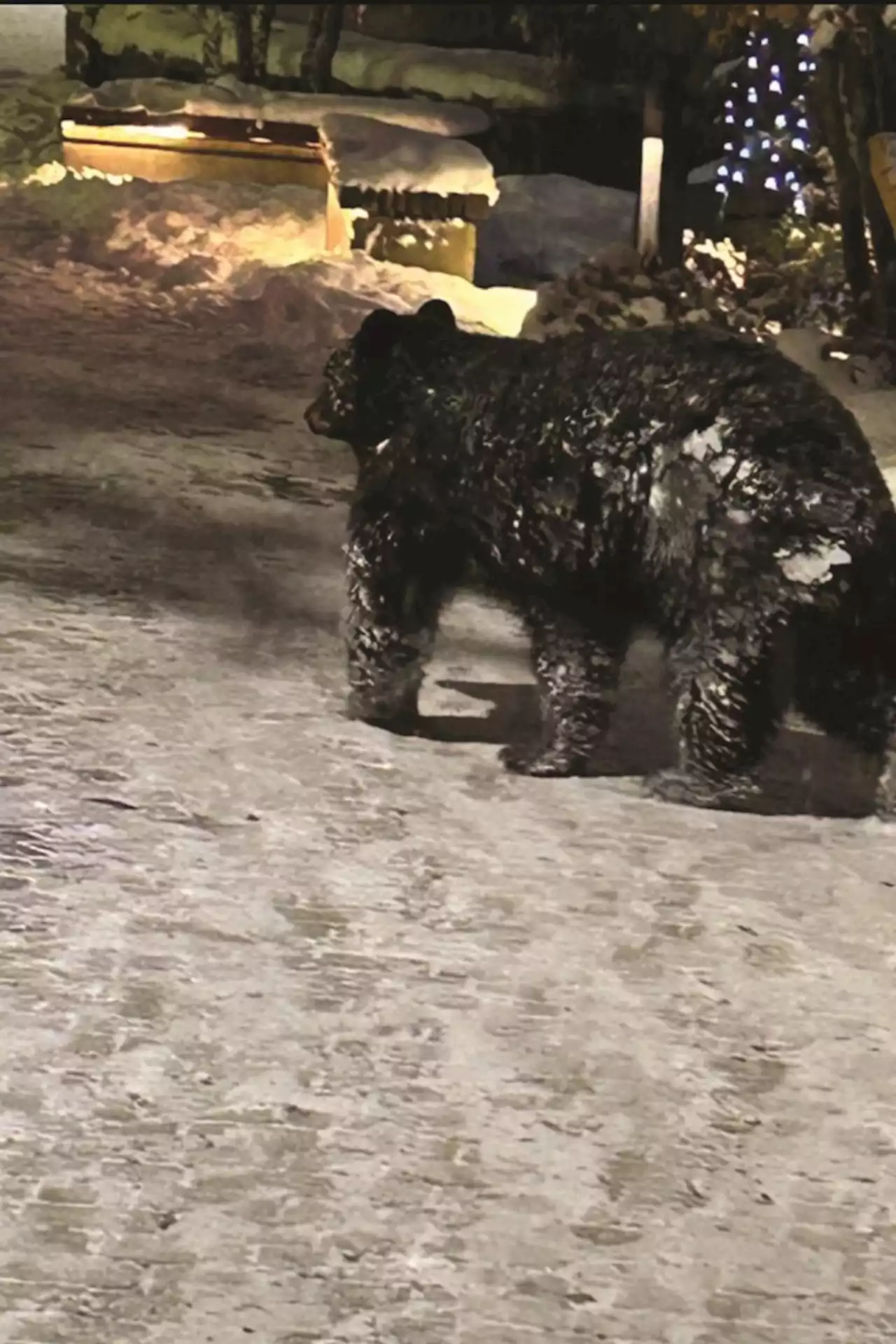 Black bear killed after approaching people for food in Whistler Village this December