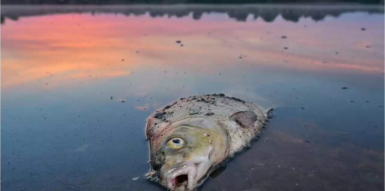 WWF-Bilanz: Fische in der Oder große Verlierer in der Tierwelt 2022