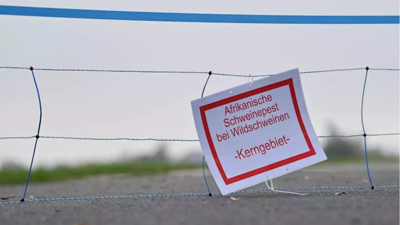 Weitere Fälle von Schweinepest in Süd- und Ostbrandenburg