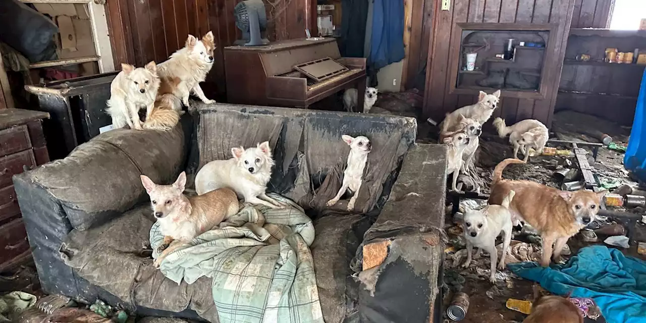 76 dogs rescued from house in deplorable conditions