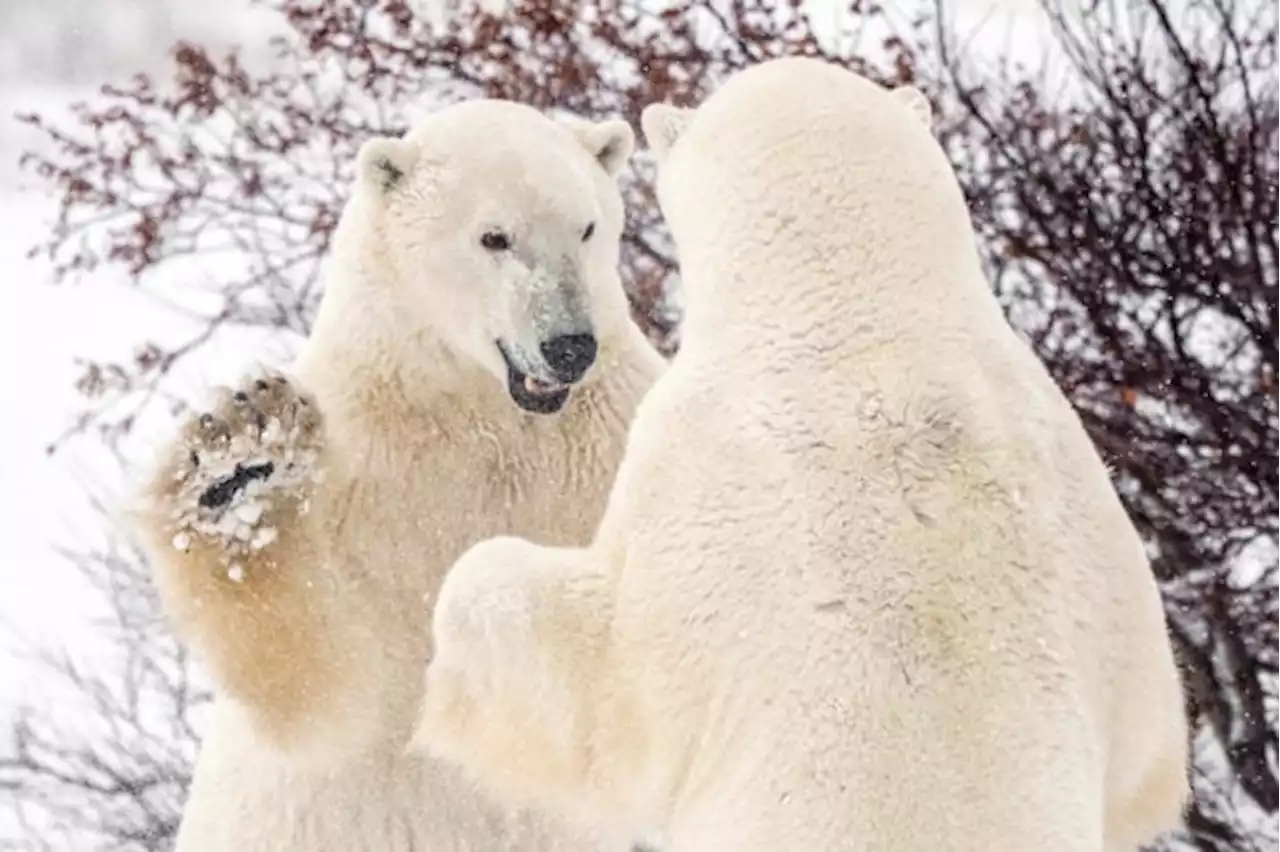 Canada’s Hudson Bay polar bear population plummets as climate change warms Arctic