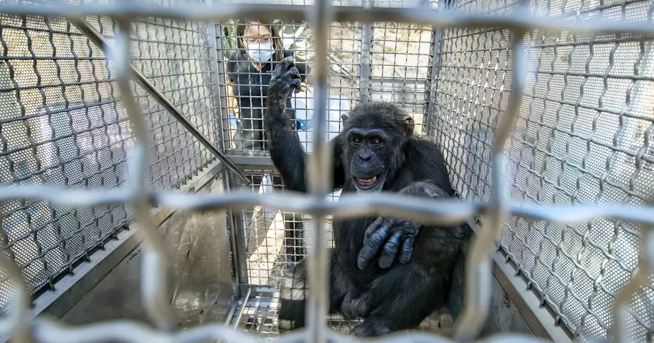 State moves last two chimps from animal sanctuary that abruptly closed in 2019