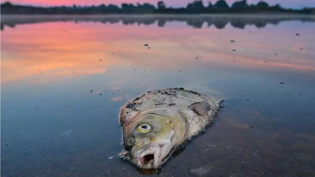 WWF-Bilanz: Oder-Fische große Verlierer des Jahres