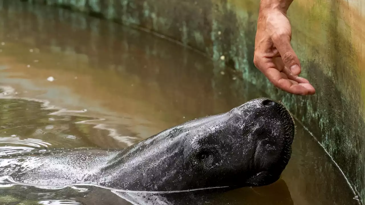 Get a rare glimpse into the hidden lives of Amazonian manatees