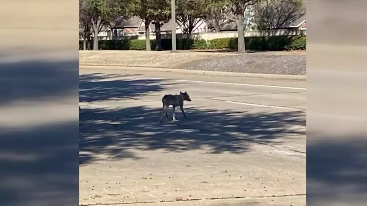 McKinney Neighborhood on Edge After Coyote Sighting, Attack