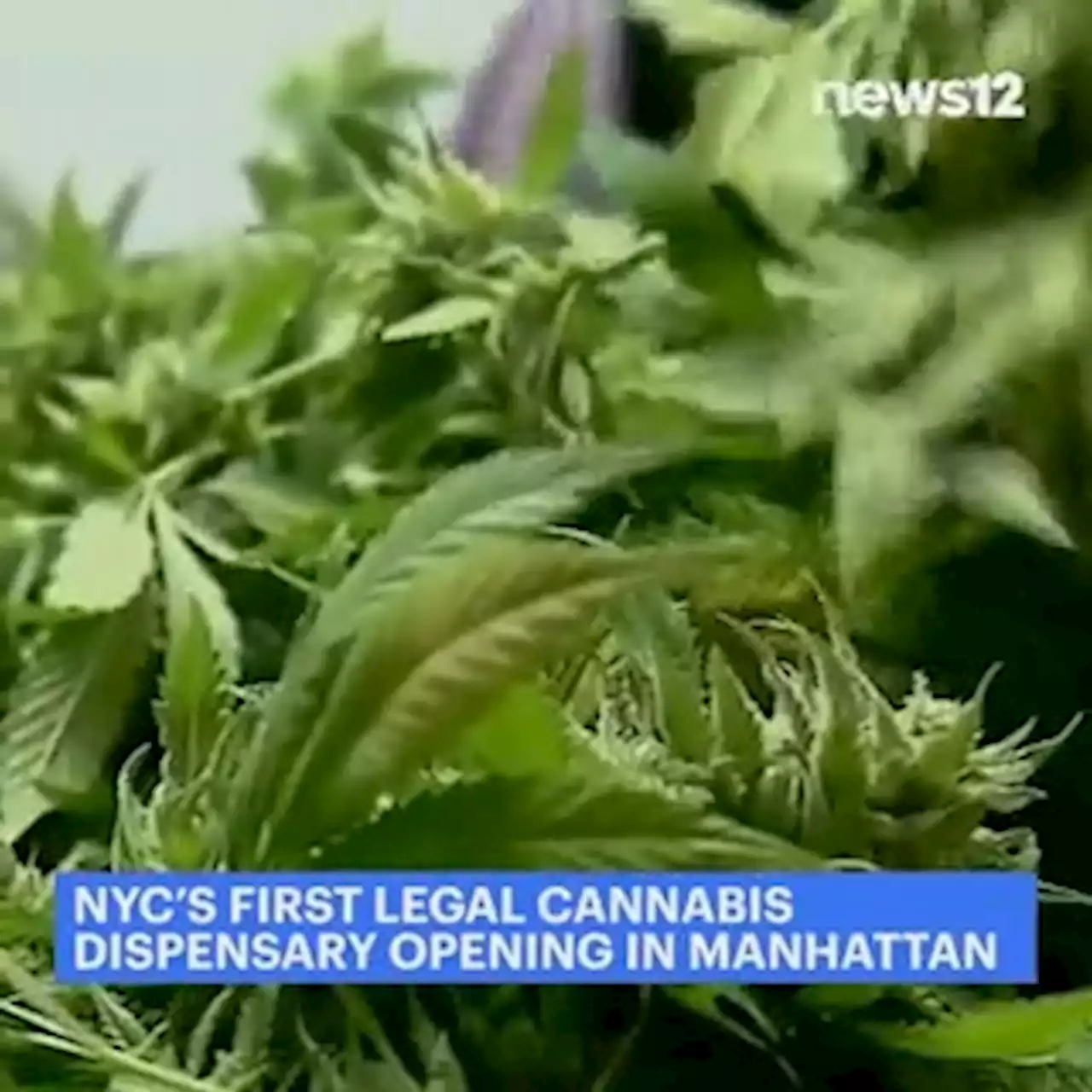 New York City's first legal cannabis dispensary opens today in Manhattan