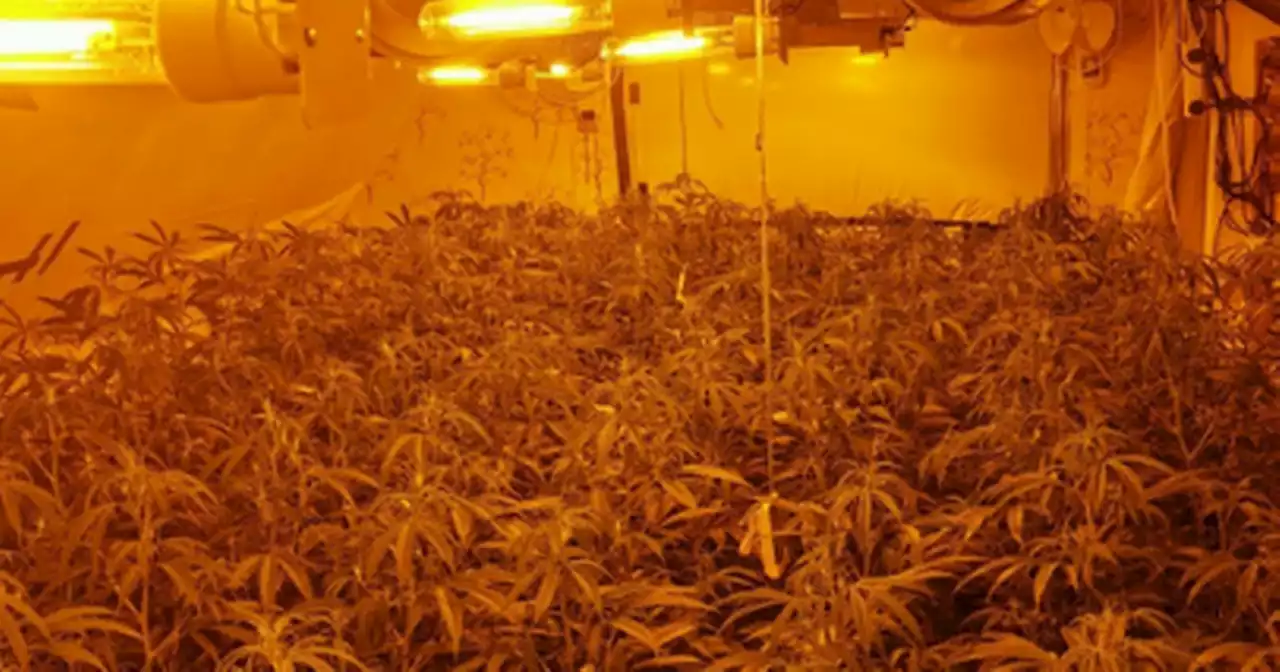 Huge 530 plant cannabis farm worth £525,000 found in house