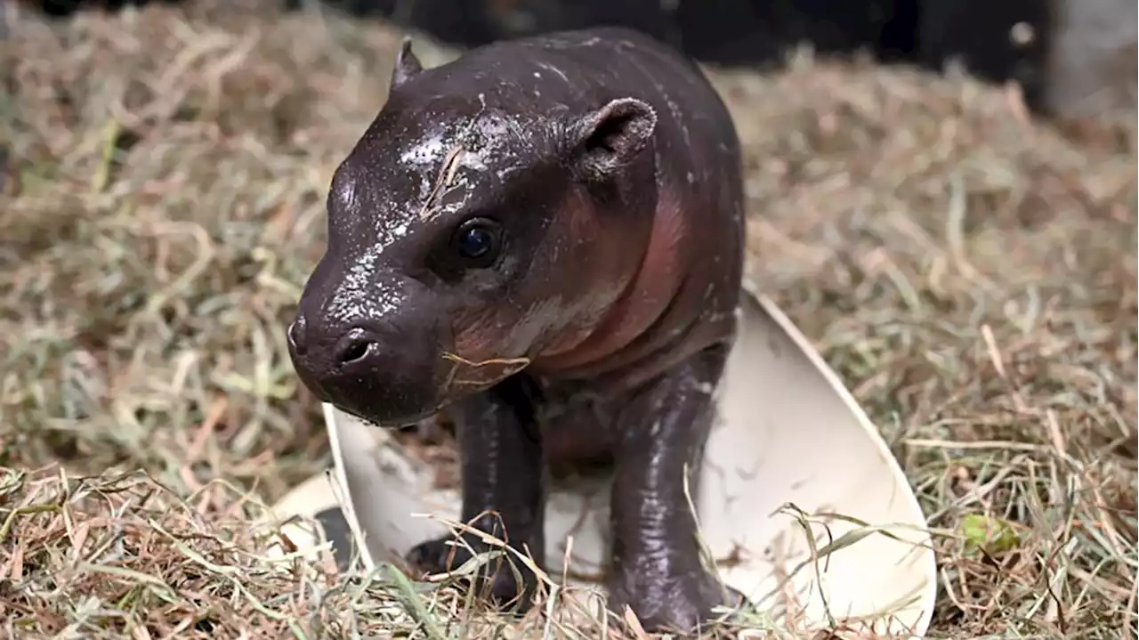 This zoo didn't just get a hippopotamus for Christmas — it got a baby pygmy one