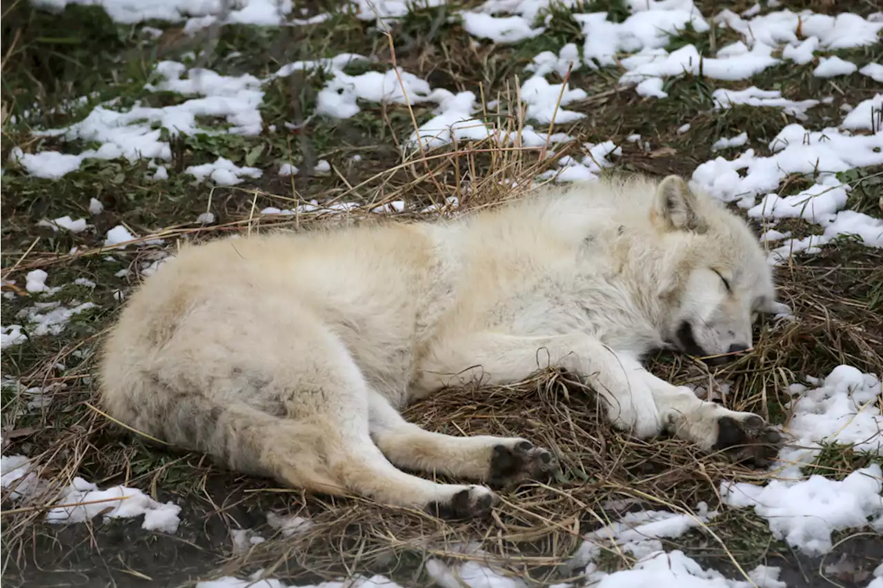 Kanton Glarus: Regulation Kärpf-Rudel – erster Wolf erlegt