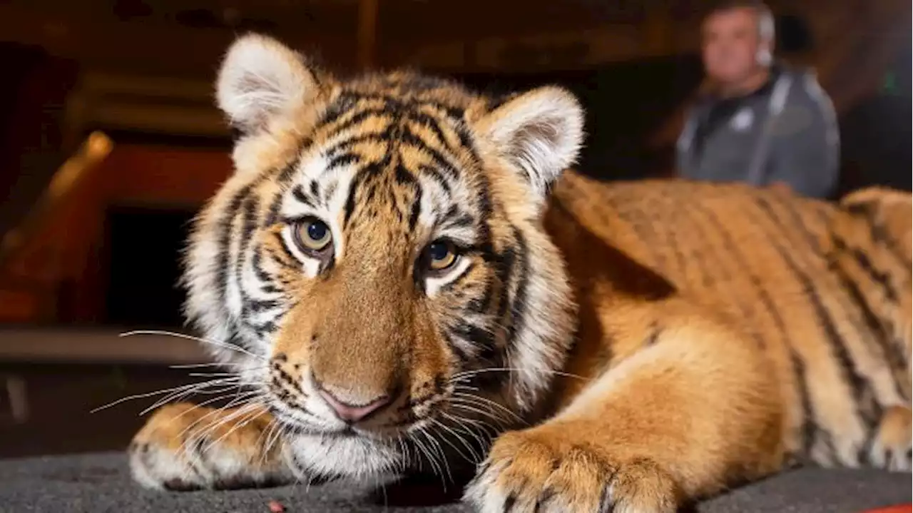 Schönefelder Zirkus verlieh Tigerbaby an arabischstämmigen Clan