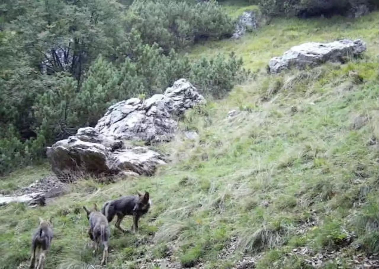 Kärpf-Rudel: Erster Jungwolf erlegt - Schweizer Bauer