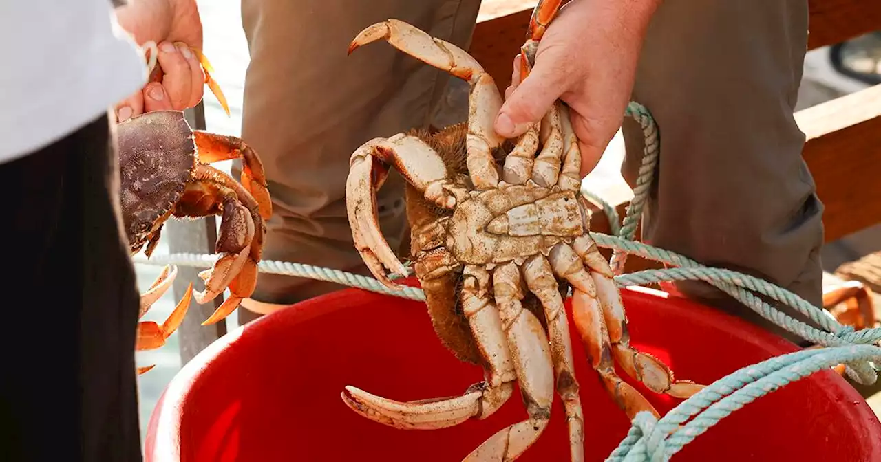 Get your crackers out, SF. Crab season is finally here