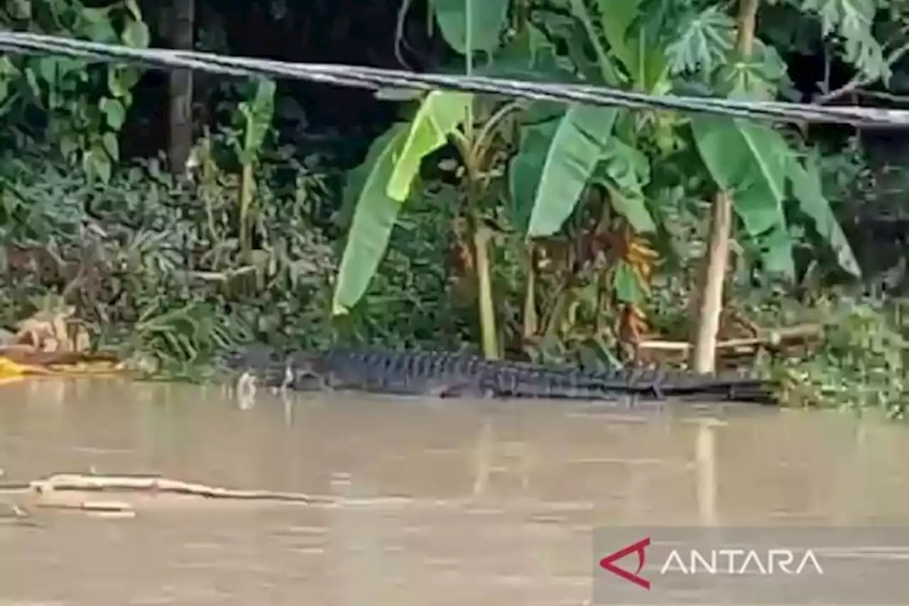 Banjir Melanda Lombok Tengah, Buaya Tiba-Tiba Muncul di Sungai Desa