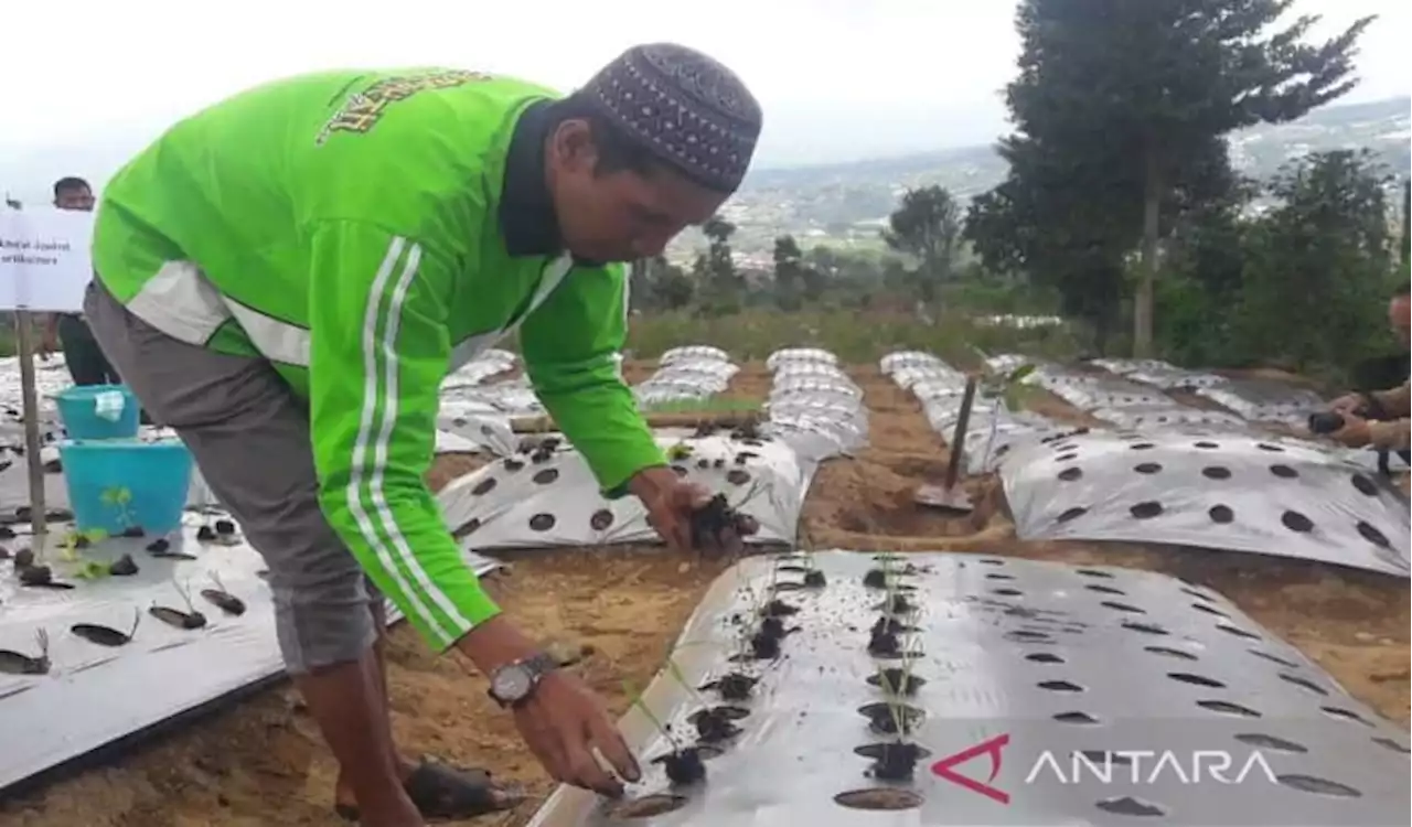 Petani Temanggung Coba Tanam Bawang Merah dengan Cara Semai Gunakan Benih TSS