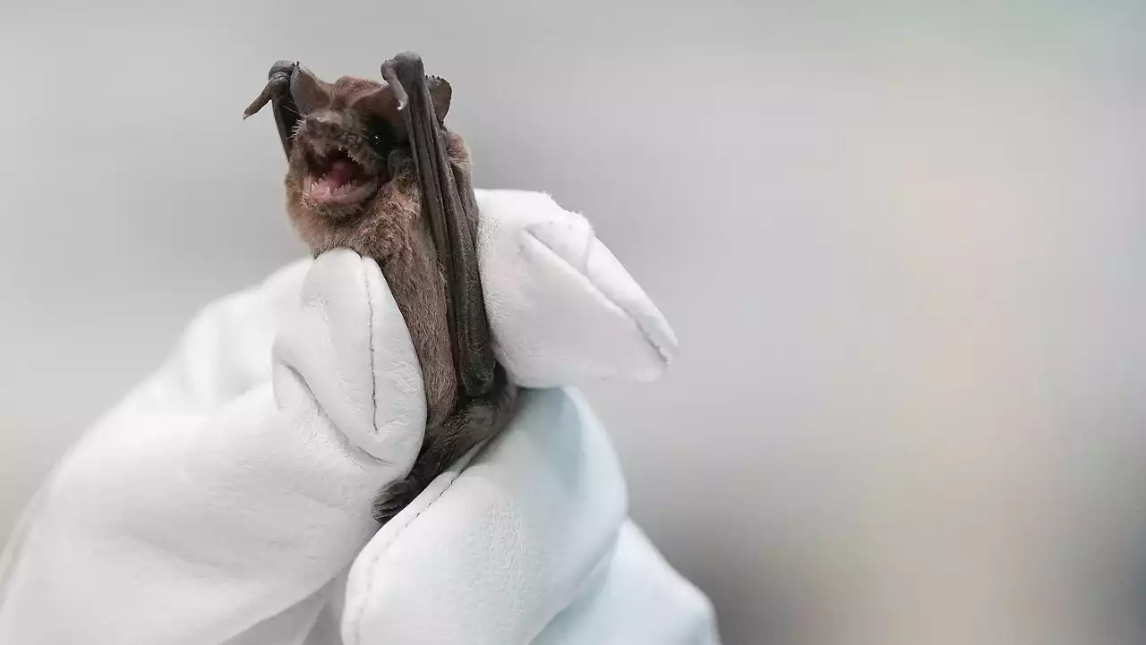 Bats plunge to ground in cold; saved by incubators, fluids