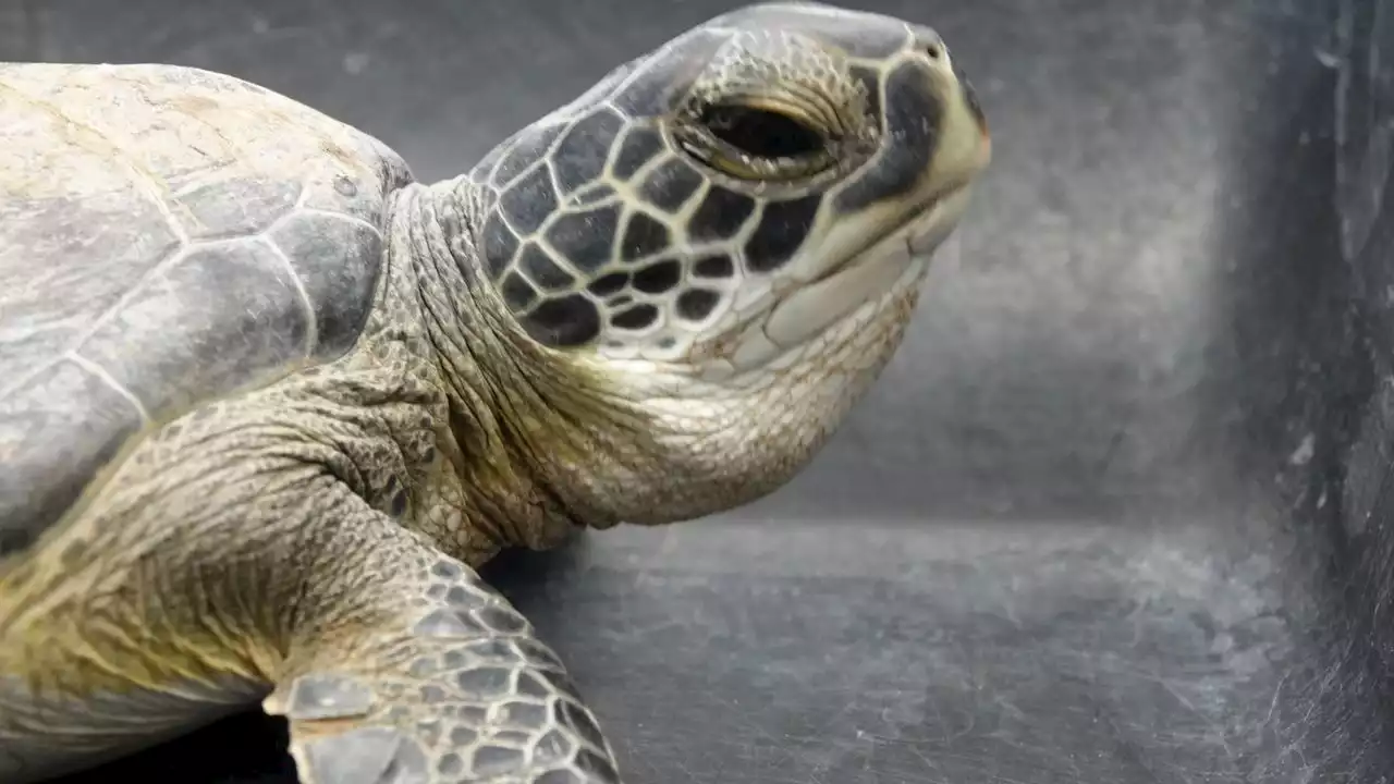 More than 200 cold-stunned turtles in rehab over holidays