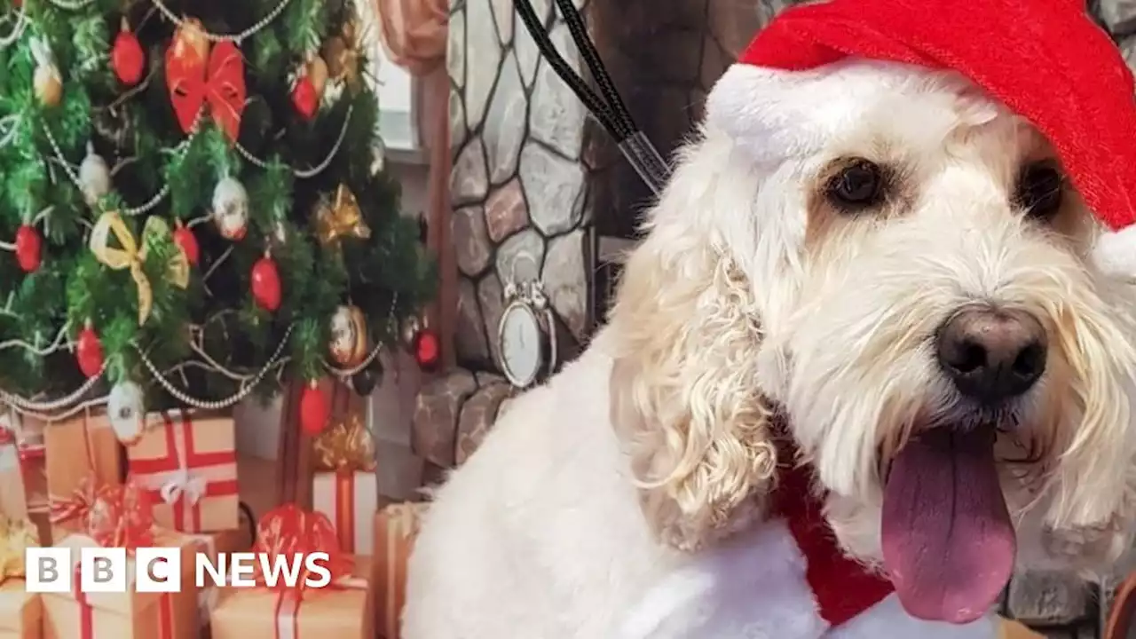 Santa Claus grotto dedicated to dogs opens in Derby