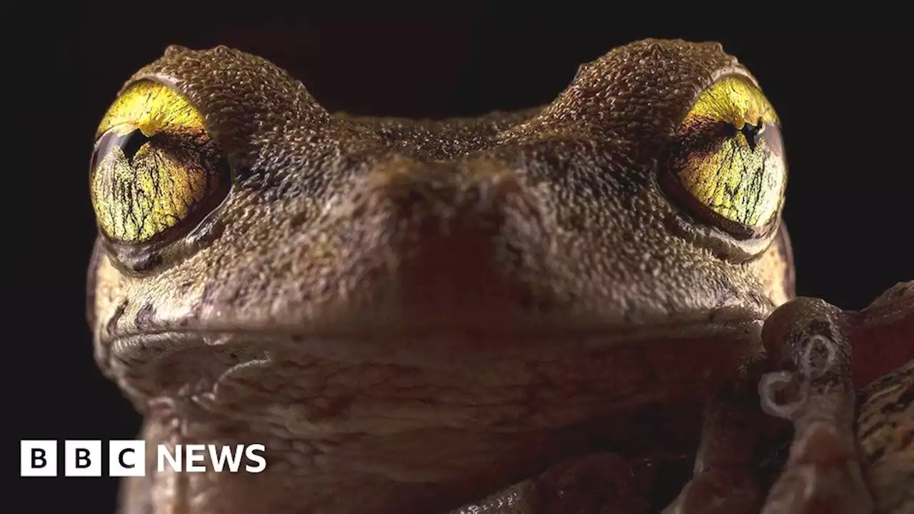 Bright-eyed tree frog wins ecology photo prize