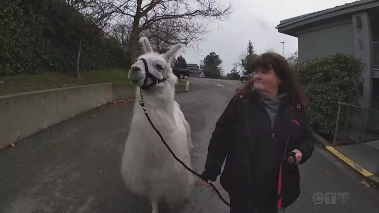 B.C. llama named Todd works as screen actor, rests in hotel room