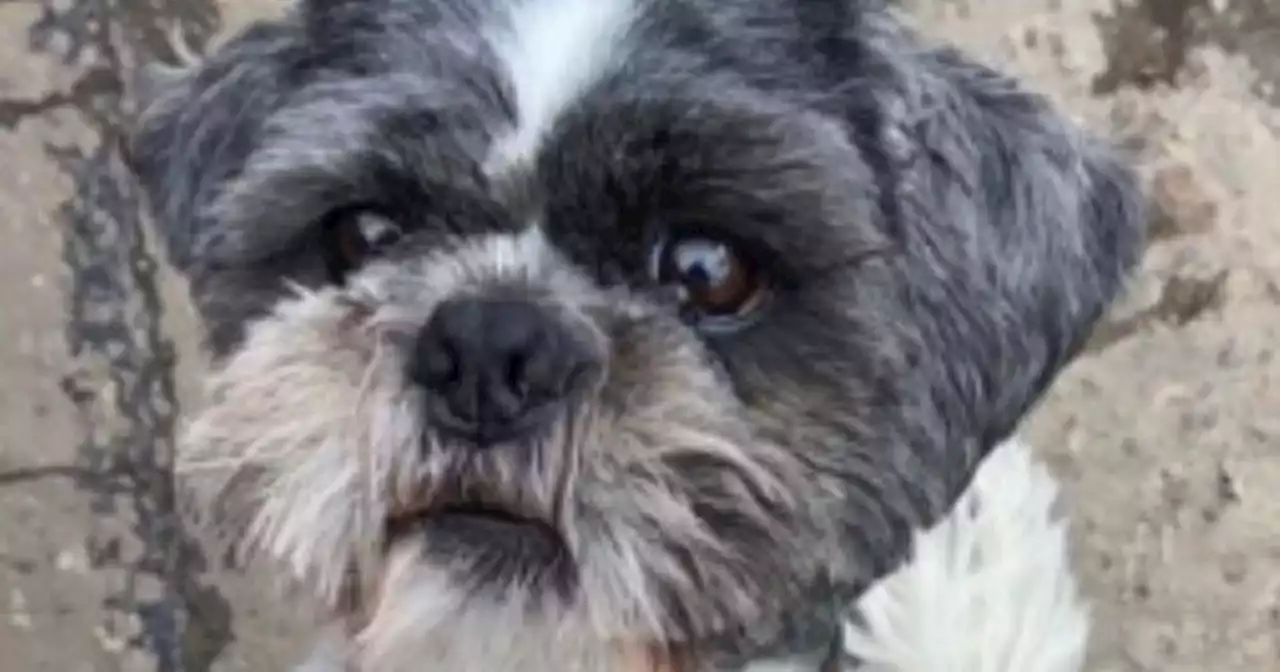 Scots mum devastated as beloved dog run over and killed by taxi in front of her