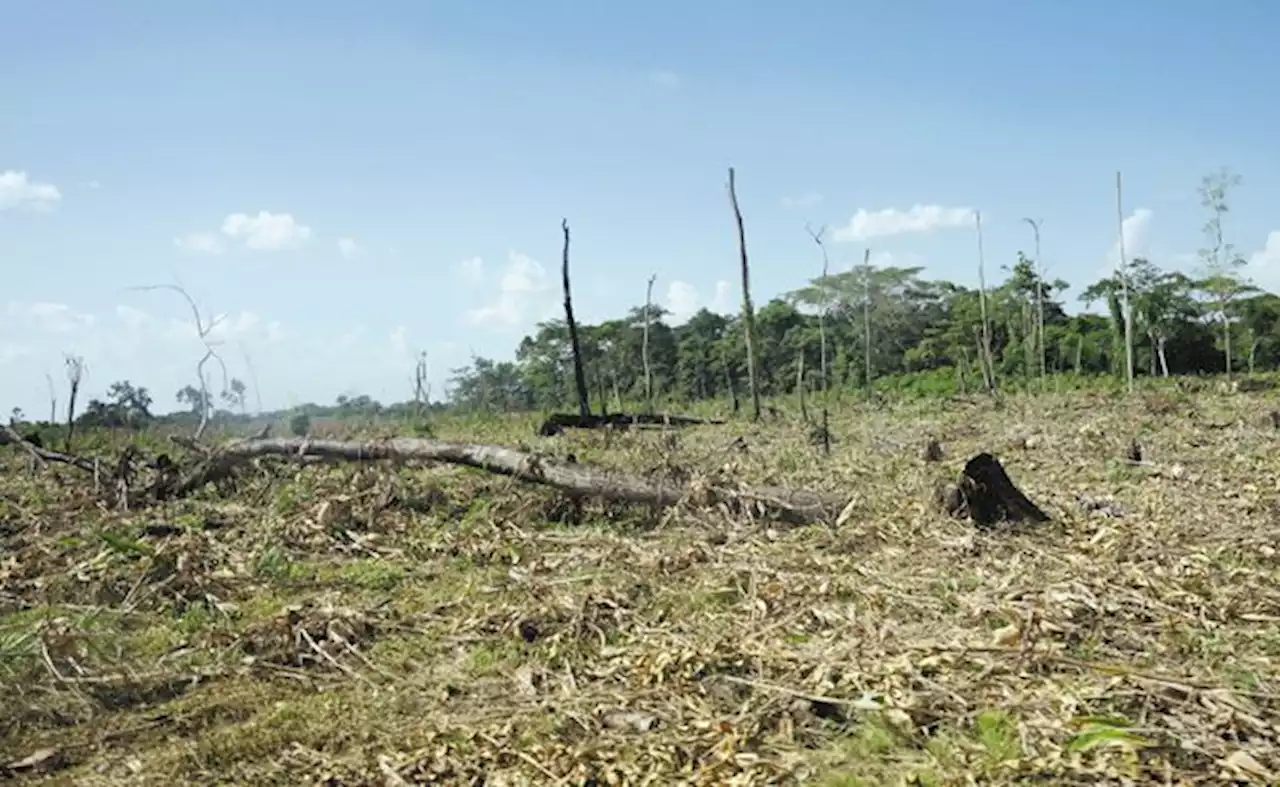 La Amazonía perdió 9,7 % de su vegetación entre 1985 y 2021