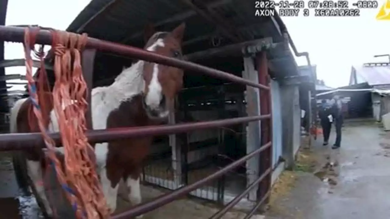 27 horses seized from Graham property in animal cruelty investigation