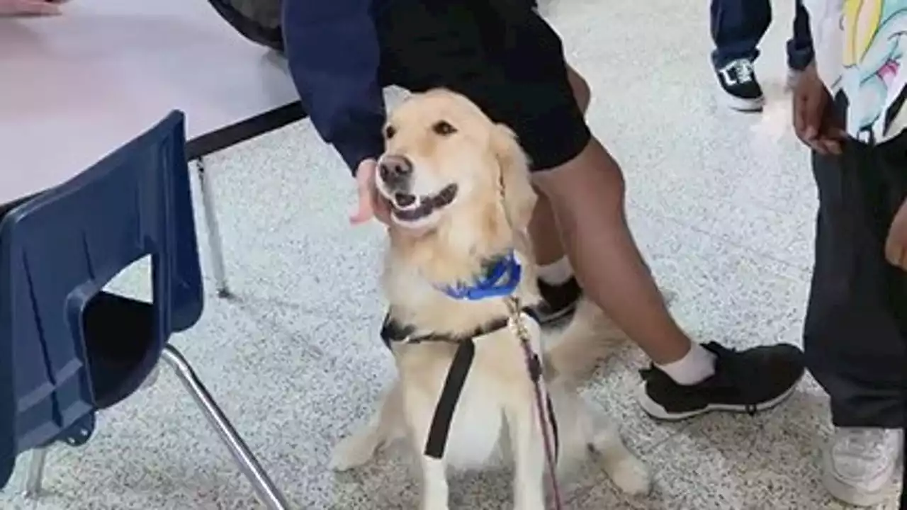 Travis High School provides students therapy dogs before semester exams