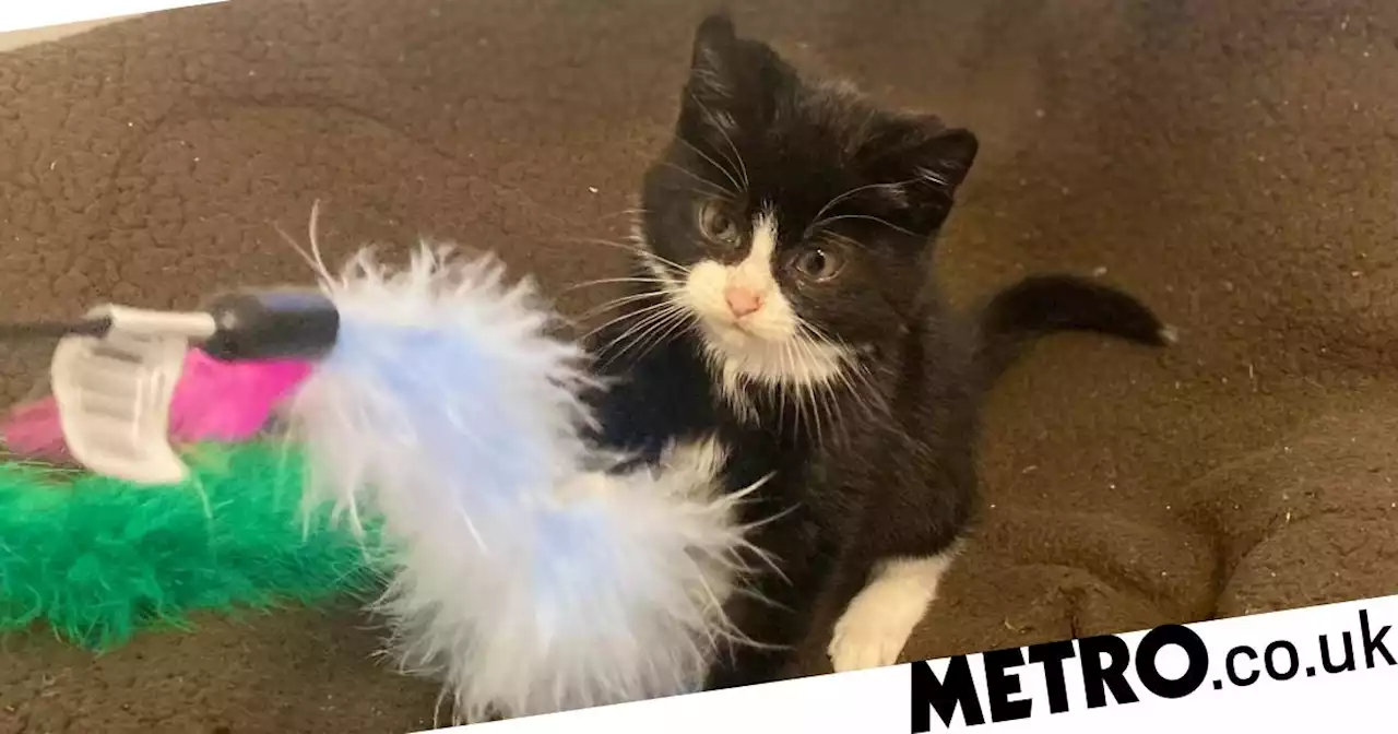 Kitten goes on 250-mile journey halfway across the country under lorry bonnet