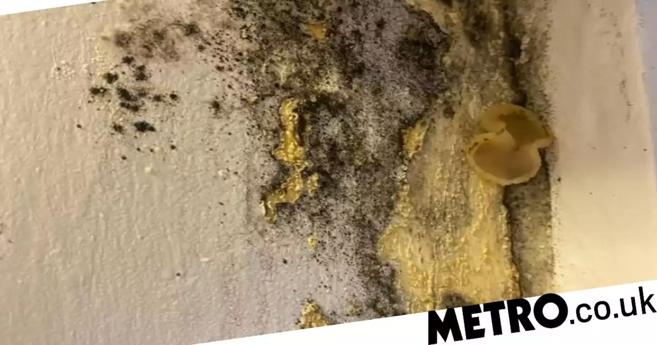 Mum scared daughter 'won't wake up in the morning' because of mould in flat