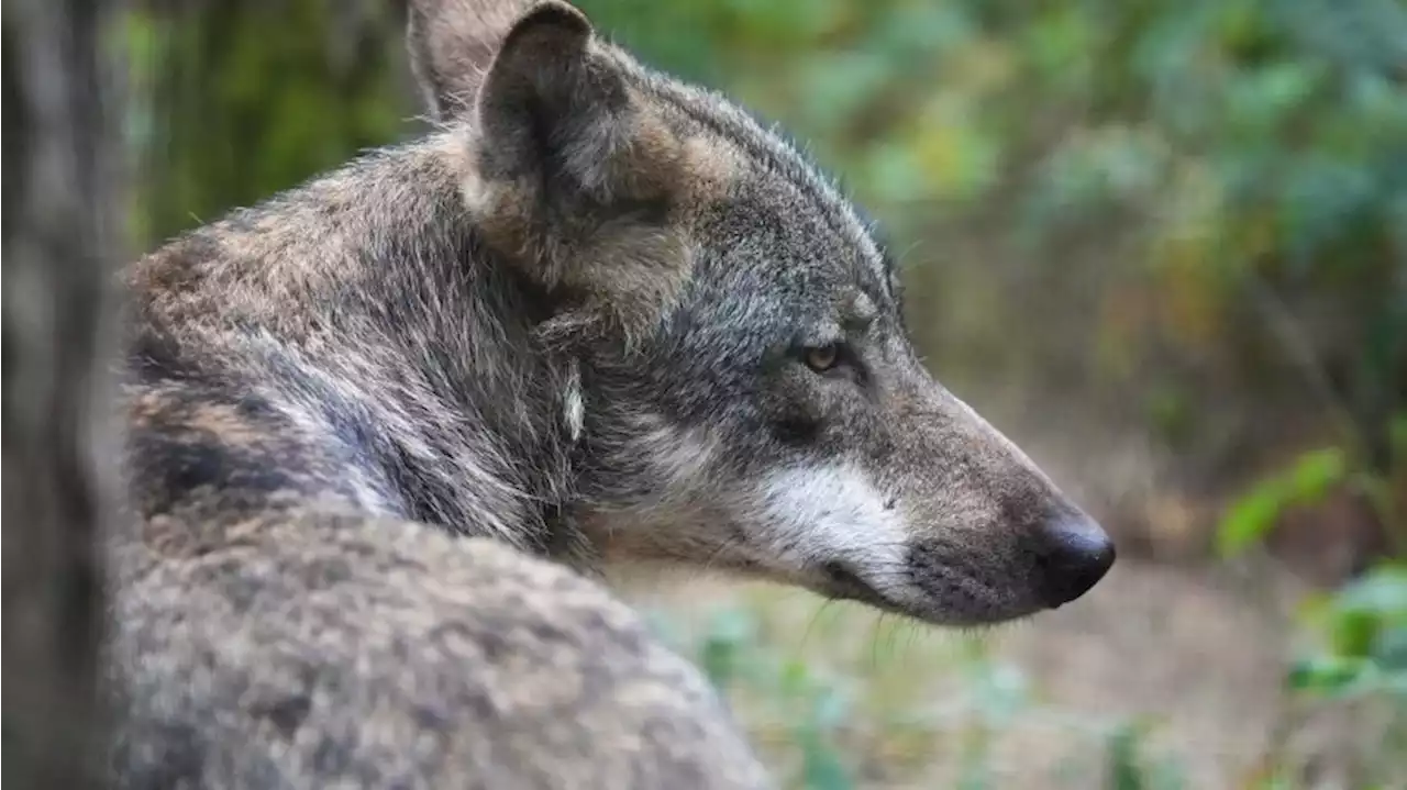 Bescherung für Tiere im Wildpark, in Krise fehlen Spenden