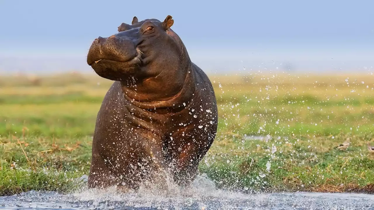 Hippopotamus, facts and photos