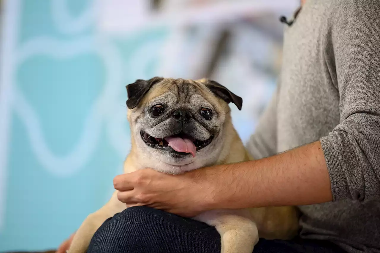 TikTok Star Noodle the Pug of 'No Bones' Day Fame Dies at Age 14