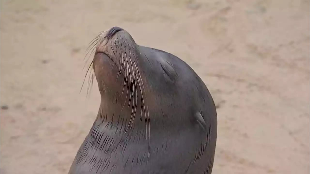 Splashing, Posing, Barking: Sea Lions Are Common Here, but This...is a Lot