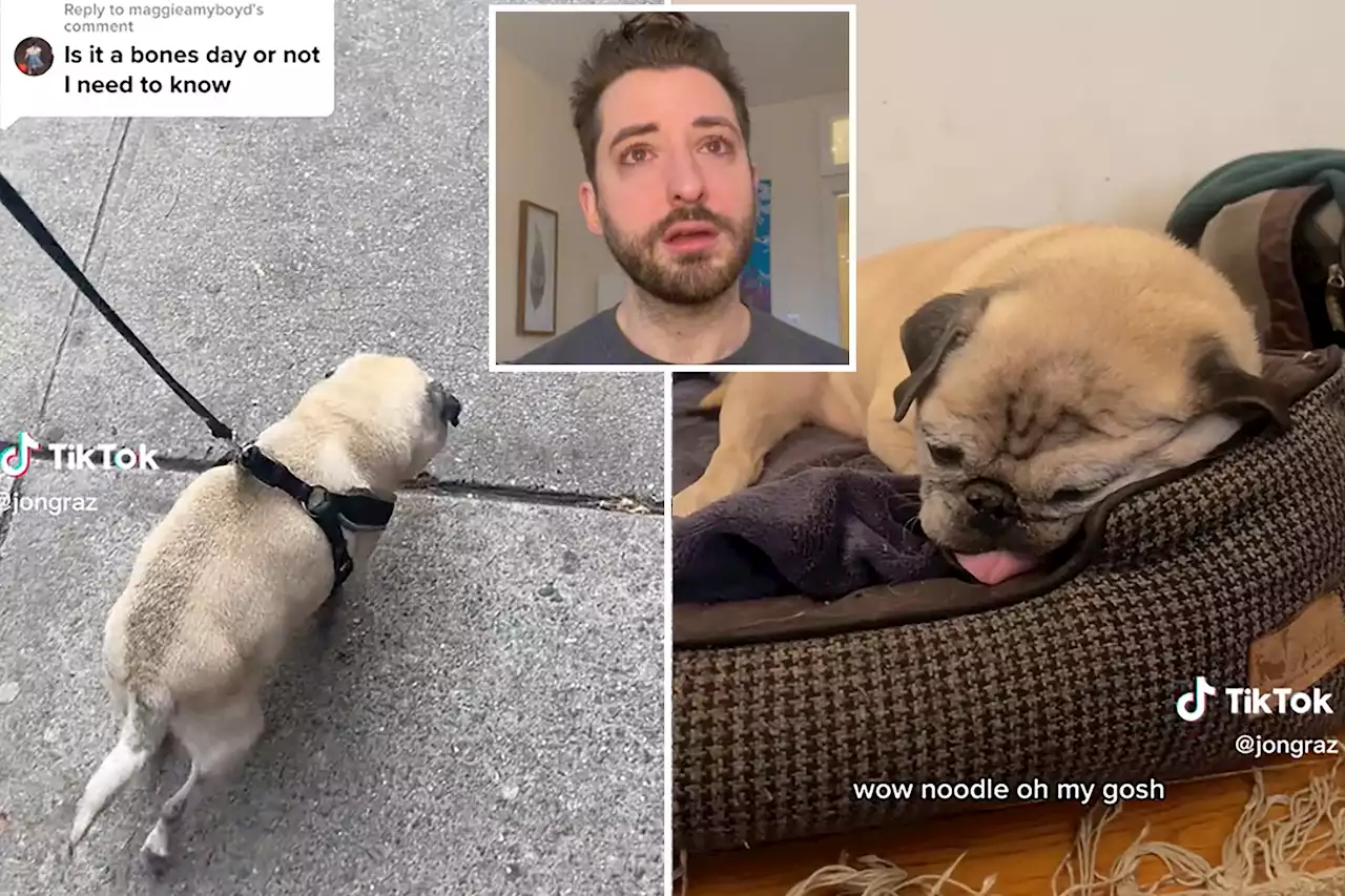 TikTok famous mood-predicting pup Noodle dies at 14 — ‘what a run’