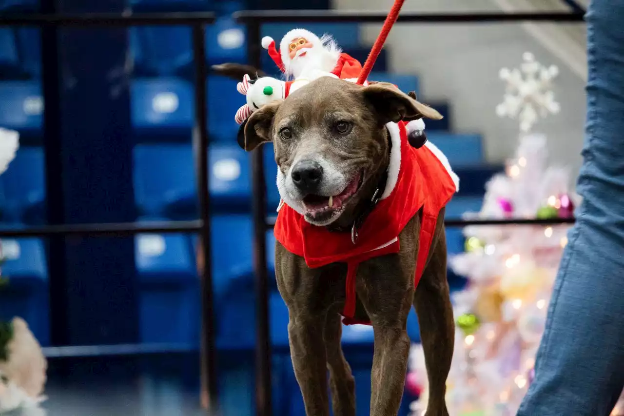 Central Pa. dogs look fetching at ‘Deck the Paws’ fashion show