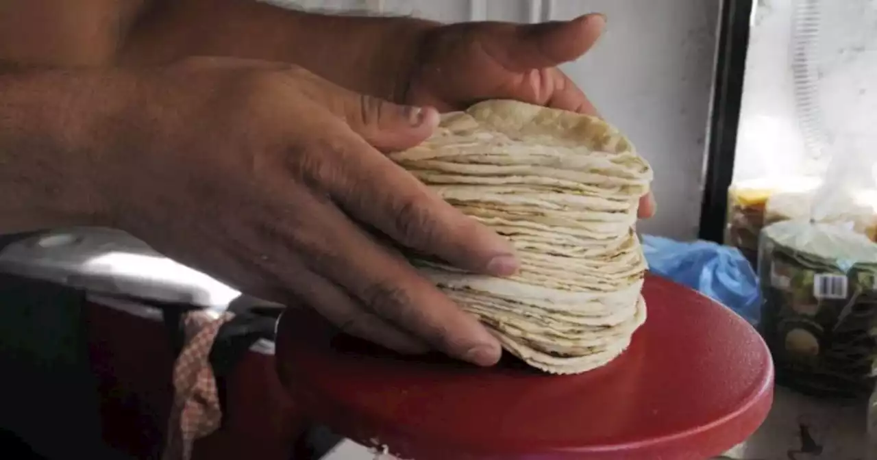 Precio del kilo de tortilla en León alcanzaría hasta los 24 pesos en el 2023